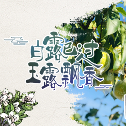 白露已過，玉露飄香