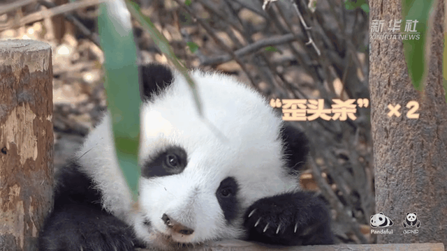 請(qǐng)注意，前方有滾滾發(fā)起近距離“歪頭殺”
