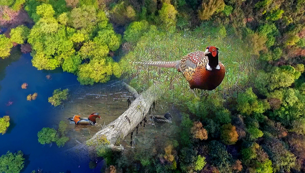 世界地球日丨神奇珍稀動物在哪里？車八嶺國家級自然保護(hù)區(qū)走一波