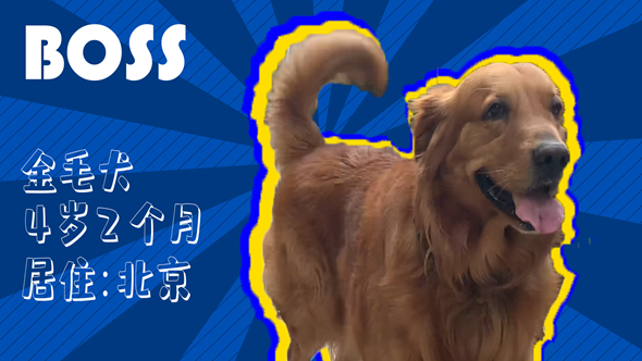 有效拴繩&科學(xué)遛狗——如何文明養(yǎng)犬？“撿屎官”們快看過(guò)來(lái)！