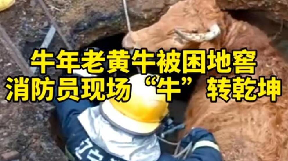 牛年老黃牛被困地窖，消防員現(xiàn)場(chǎng)“牛”轉(zhuǎn)乾坤！