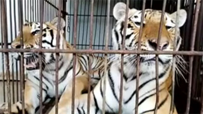 專家分析：老虎咬死飼養(yǎng)員事件 暴露哪些問題？