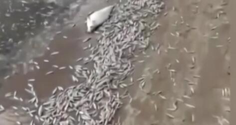 調(diào)查！藍綠藻暴發(fā) 俄多地魚類大規(guī)模死亡