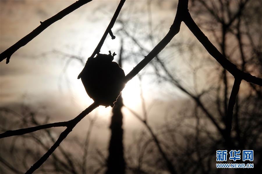 （國(guó)際&middot;圖文互動(dòng)）（10）一場(chǎng)山火，讓這個(gè)冬天格外冷&mdash;&mdash;探訪美國(guó)加州山火災(zāi)區(qū)