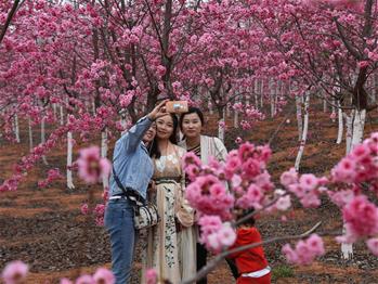櫻花漫山，一份14年的等待